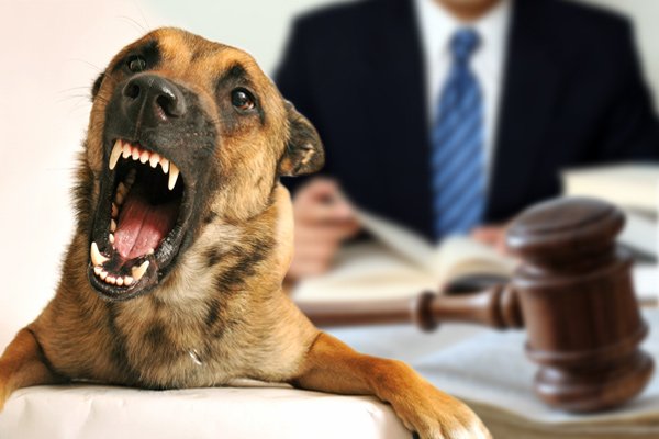 Aggressive dog in a legal setting, representing permanent injury and scarring compensation near me by Dog Bite Lawyer St Louis