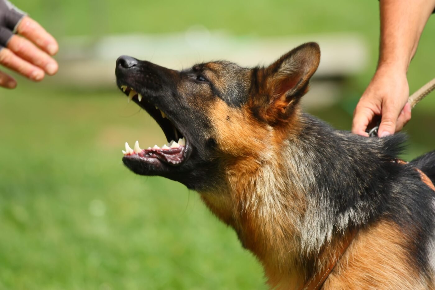 Aggressive dog exhibiting biting behavior near St Louis, related to permanent injury compensation by Dog Bite Lawyer St Louis